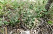 Preview photo Gymnocalycium schickendantzii