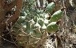 Vista previa de Gymnocalycium schickendantzii