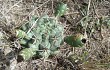 Preview photo Gymnocalycium schickendantzii