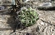 Anteprima di Gymnocalycium schickendantzii