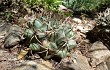 Preview photo Gymnocalycium schickendantzii