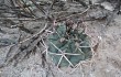 Preview photo Gymnocalycium schickendantzii