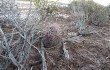 Vista previa de Gymnocalycium schickendantzii