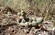 Anteprima di Gymnocalycium schickendantzii