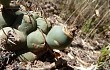 Anteprima di Gymnocalycium schickendantzii