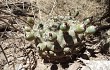 Preview photo Gymnocalycium schickendantzii