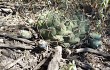 Preview photo Gymnocalycium schickendantzii