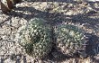 Preview photo Gymnocalycium schickendantzii