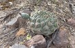 Anteprima di Gymnocalycium schickendantzii