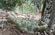 Preview photo Gymnocalycium schickendantzii