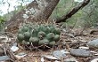 Preview photo Gymnocalycium schickendantzii