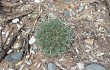 Preview photo Gymnocalycium schickendantzii