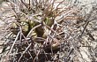 Preview photo Gymnocalycium schickendantzii