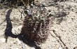 Preview photo Gymnocalycium schickendantzii