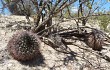 Vista previa de Gymnocalycium schickendantzii