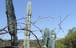 Anteprima di Cereus forbesii