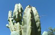 Preview photo Cereus forbesii