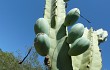 Preview photo Cereus forbesii