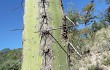 Anteprima di Cereus forbesii