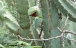 Preview photo Cereus forbesii