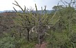 Vista previa de Cereus forbesii