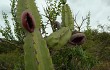 Anteprima di Cereus forbesii