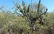 Preview photo Cereus forbesii