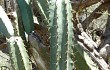 Preview photo Cereus forbesii