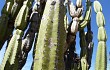 Preview photo Cereus forbesii