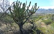 Anteprima di Cereus forbesii