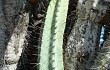 Preview photo Cereus forbesii