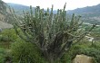 Preview photo Cereus forbesii