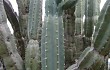 Anteprima di Cereus forbesii