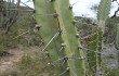 Anteprima di Cereus forbesii