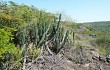 Preview photo Cereus lanosus