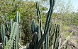 Preview photo Cereus lanosus