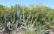 Preview photo Cereus lanosus