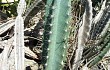 Preview photo Cereus lanosus