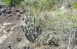 Anteprima di Cereus lanosus