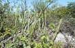 Preview photo Cereus lanosus