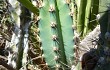 Preview photo Cereus lanosus