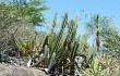 Preview photo Cereus lanosus