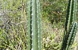 Preview photo Cereus lanosus