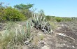 Preview photo Cereus lanosus