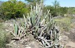 Preview photo Cereus lanosus