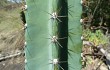 Preview photo Cereus lanosus