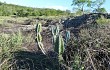 Vista previa de Cereus lanosus