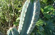 Preview photo Cereus lanosus