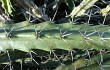 Preview photo Cereus phatnospermus