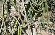 Vista previa de Cereus phatnospermus
